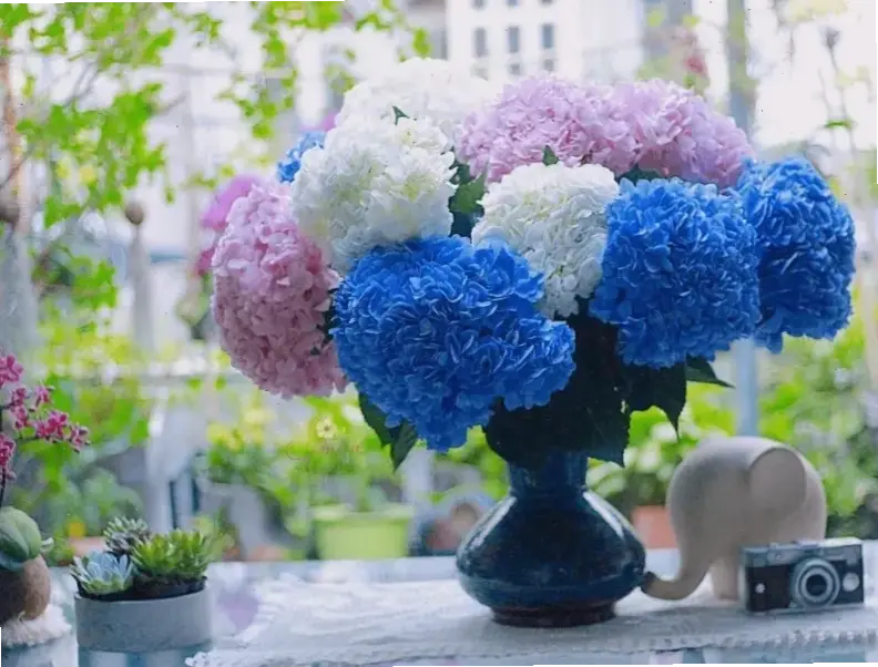 Hoa cẩm tú cầu Đà Lạt tươi thắm cắm bình, mang hương vị núi rừng Đà Lạt đến gần hơn với bạn.