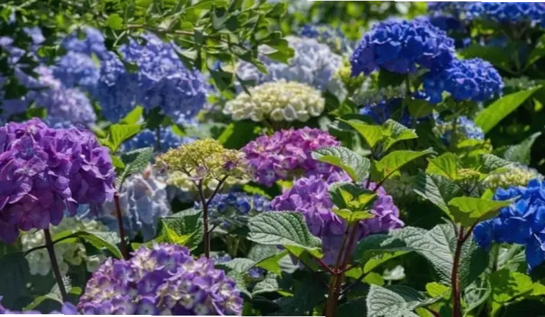 Hoa cẩm tú cầu Đà Lạt tươi thắm cho đám cưới, với hương thơm tự nhiên và vẻ đẹp đặc trưng, mang đến sự tinh tế và lãng mạn từ cao nguyên.