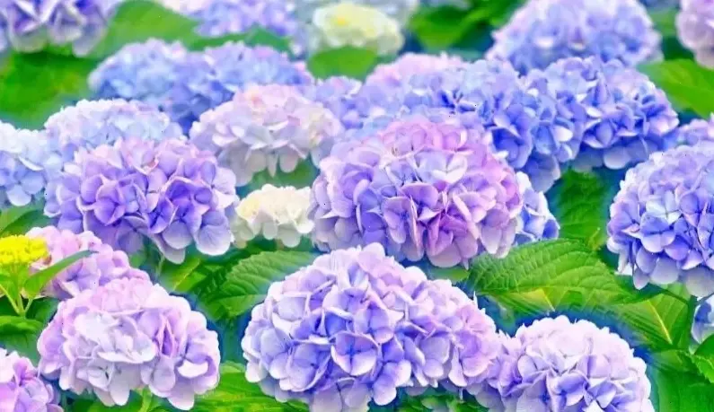 Hoa cẩm tú cầu đẹp mê ly, bó hoa hoàn hảo với màu sắc sống động và hương thơm quyến rũ.