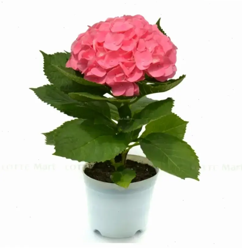 Hoa cẩm tú cầu hồng rực rỡ cắm bình, tô điểm cho không gian với sắc màu lãng mạn và quyến rũ.