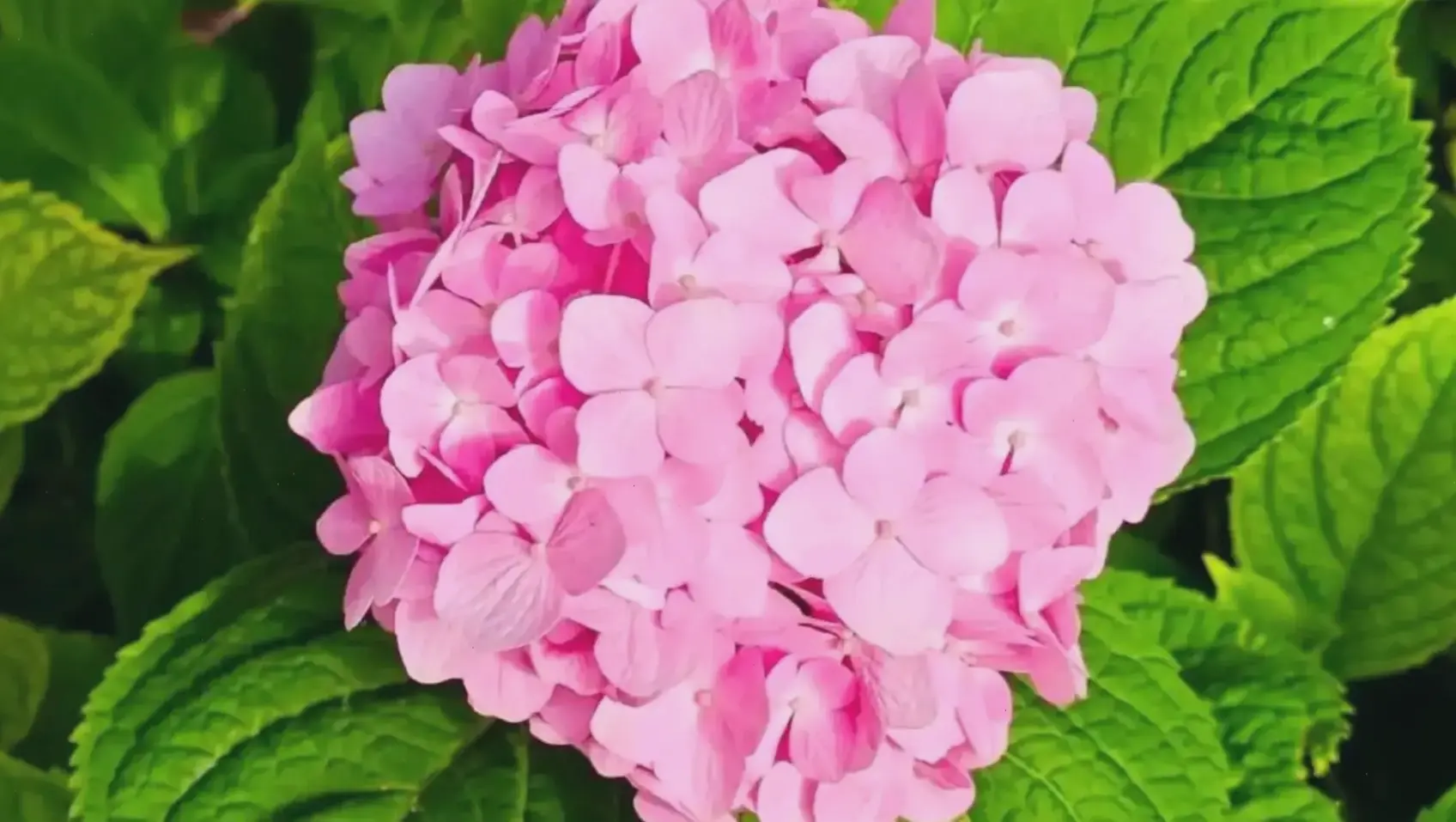 Hoa cẩm tú cầu hồng rực rỡ dưới ống kính macro, mang đến cảm giác tươi mới và lãng mạn đầy cuốn hút.