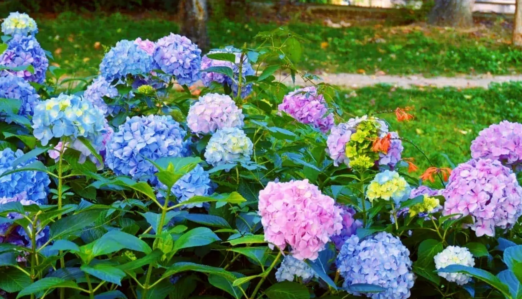 Hoa cẩm tú cầu nở rộ mang đến không khí lãng mạn, hoàn hảo cho những khoảnh khắc ngọt ngào.