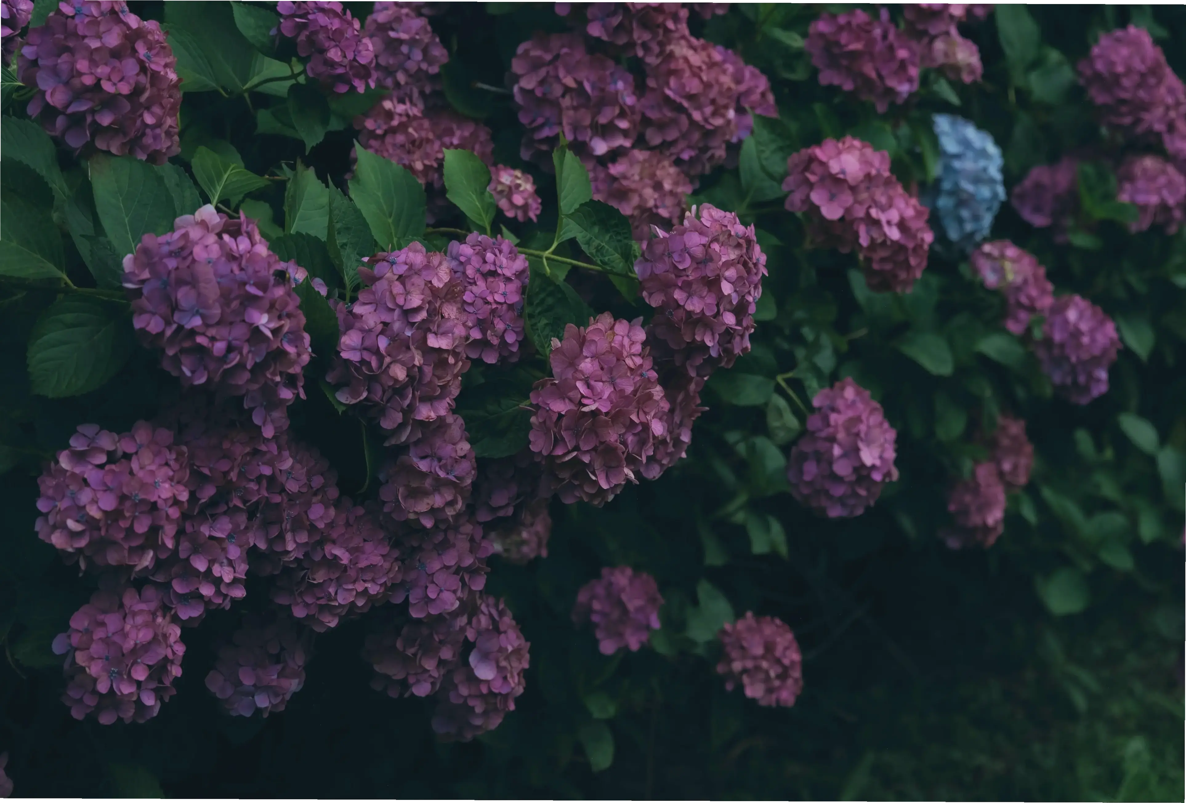 Hoa cẩm tú cầu nở rộ mùa hè, tô điểm ngày nắng bằng màu sắc rực rỡ và đầy sức sống.