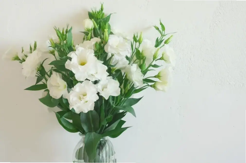 Hoa cát cánh trắng dịu mang đến sự tinh khôi yên bình, lý tưởng cho không gian sống đầy cảm hứng.