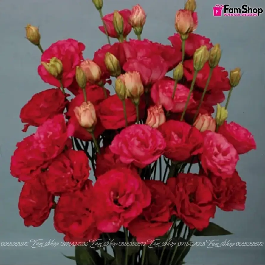 Hoa cát tường cắm bình tạo bình hoa lãng mạn, hoàn hảo cho dịp đặc biệt hoặc trang trí hàng ngày.