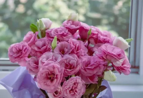 Hoa cát tường hồng phấn dịu dàng, tượng trưng cho tình yêu ngọt ngào và niềm vui bất tận.