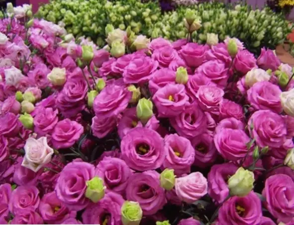 Hoa cát tường may mắn với sức hút đặc biệt, mang lại vận may và hạnh phúc cho cuộc sống.