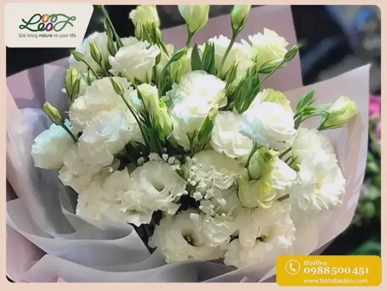 Hoa cát tường trắng mang ý nghĩa tinh khiết và chân thành, phù hợp cho các dịp kỷ niệm tình yêu lãng mạn.