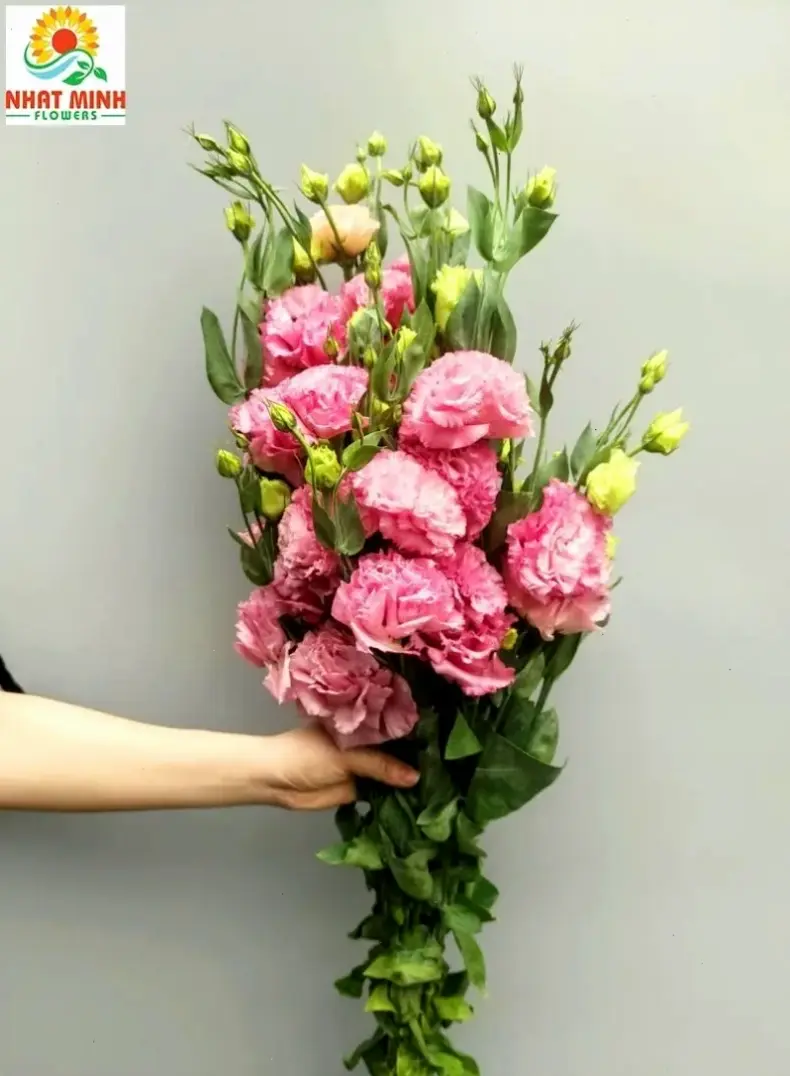 Hoa cát tường vàng rạng rỡ, tượng trưng cho năng lượng tích cực và may mắn trong cuộc sống.