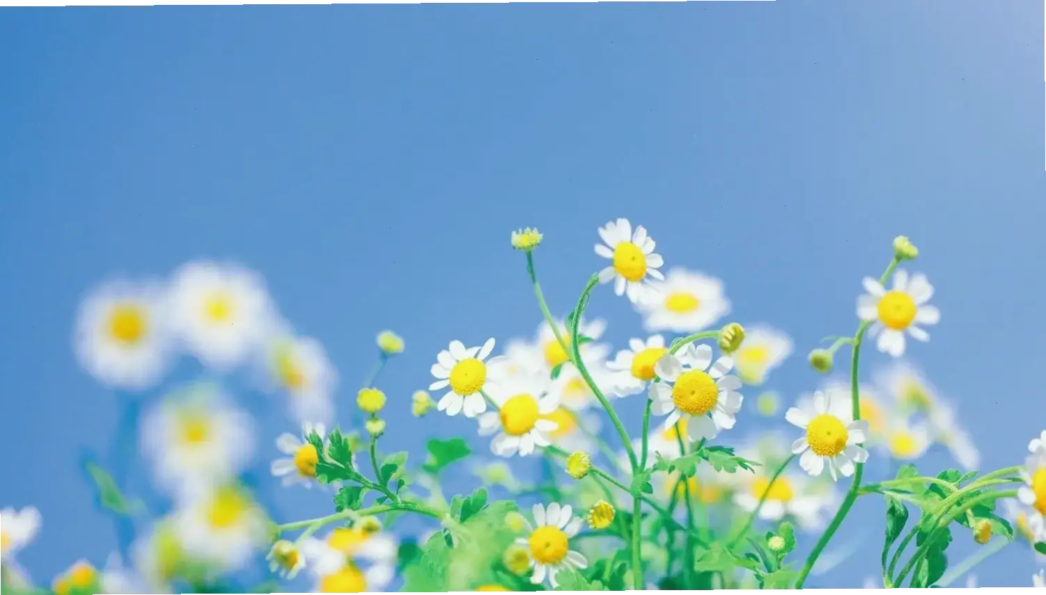 Hoa cúc anh trang trí độc đáo, tạo nên không gian ấm cúng và tràn ngập màu sắc tươi mới.