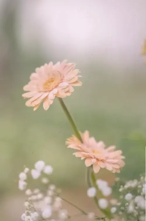 Hoa cúc chụp cận cắm bình tiết lộ vẻ đẹp chi tiết, tinh tế của từng cánh hoa, tạo sức hút kỳ diệu cho người xem.