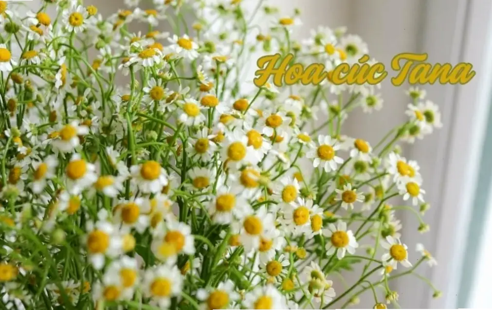 Hoa cúc đồng quê cắm bình gợi nhớ hương vị quê hương giản dị, mang đến cảm giác gần gũi và bình yên tuyệt đối.