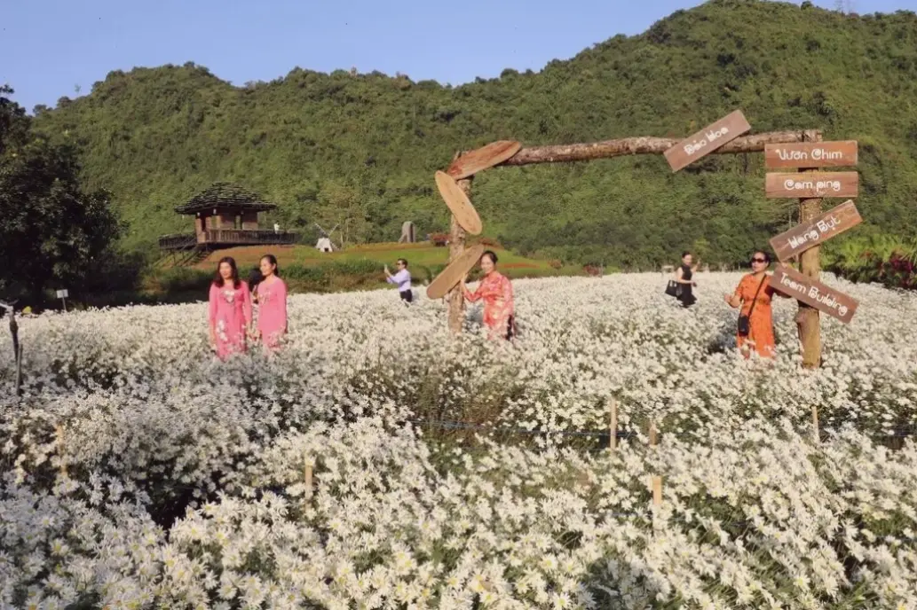 Hoa cúc đồng quê giản dị, gợi nhớ tuổi thơ và lòng biết ơn sâu sắc, gửi đến thầy cô vào dịp 20/11 ấm áp.