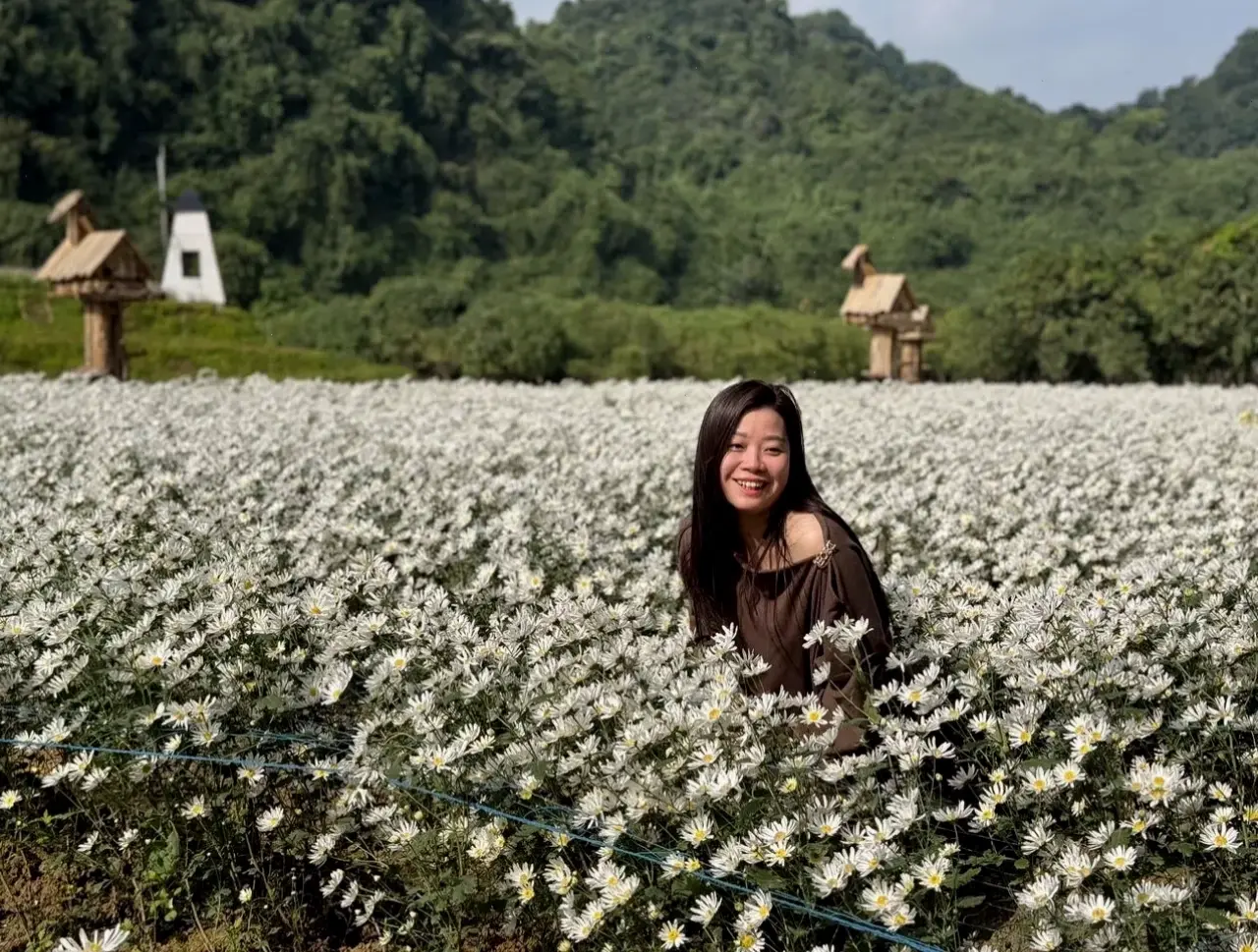 Hoa cúc họa mi đồng quê gợi nhớ làng quê yên bình với cánh đồng hoa bát ngát và không khí trong lành.