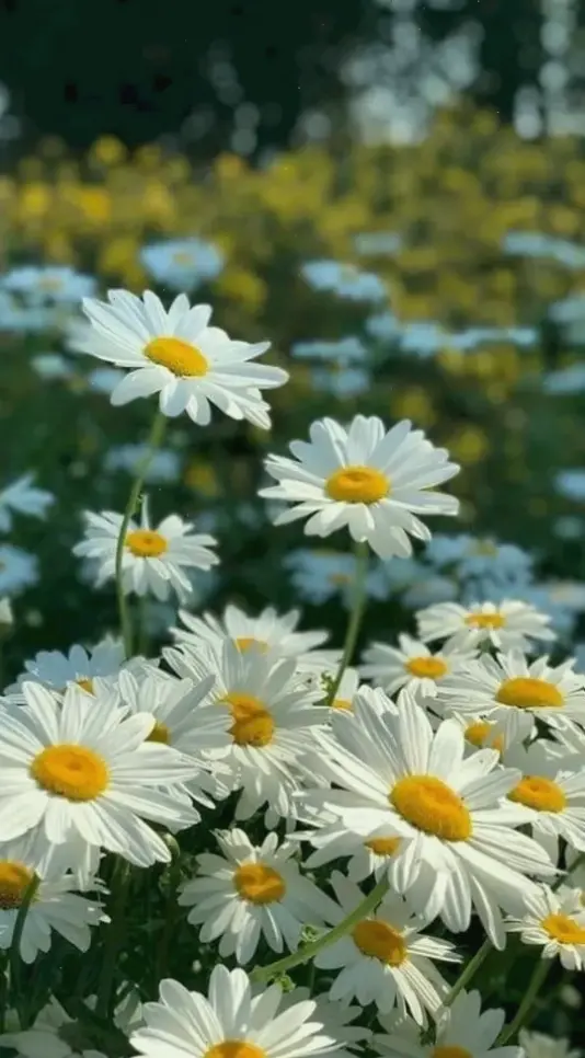 Hoa cúc họa mi tinh khôi, biểu tượng sự trong sáng và tri ân thầy cô nhân ngày 20/11, mang lời cảm ơn chân thành.