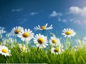 Hoa cúc nở rộ trong vườn tự nhiên, bức tranh thiên nhiên hoàn hảo và tươi mát.