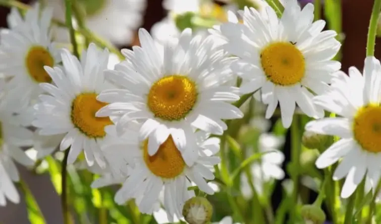 Hoa cúc tím biểu thị lòng trung thành, tình yêu vĩnh cửu và sự bí ẩn, khơi dậy cảm xúc sâu sắc.