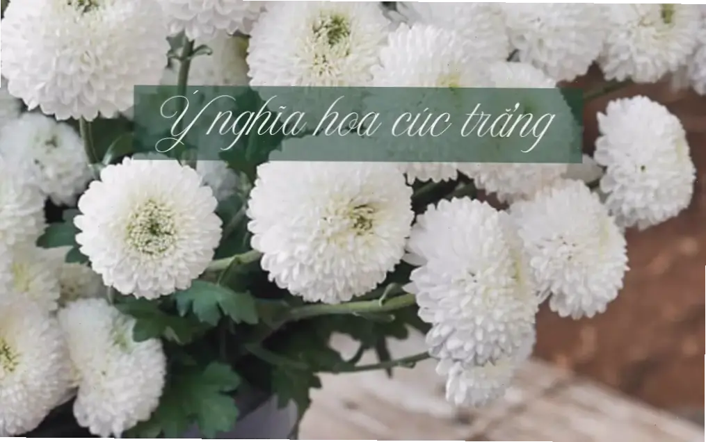 Hoa cúc trắng cắm bình thanh lịch, thể hiện sự tinh khiết và yên bình, lý tưởng để trang trí không gian sống.