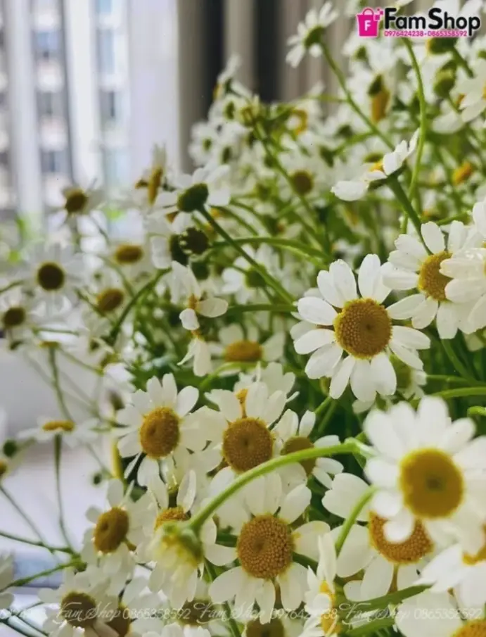 Hoa cúc trang trí cắm bình biến không gian thành khu vườn xinh xắn, mang lại sự tươi mới và hài hòa cho cuộc sống.