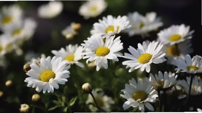 Hoa cúc trong khoảnh khắc lãng mạn, cận cảnh khơi dậy cảm xúc yêu đương và sự dịu dàng.