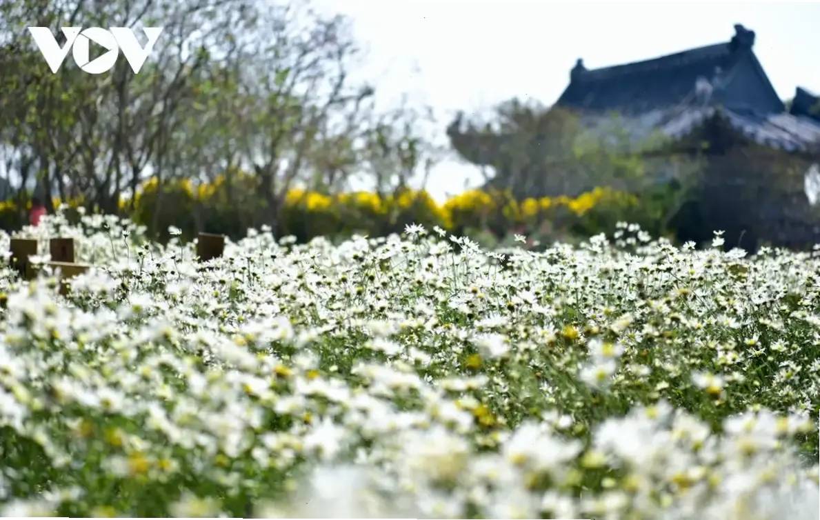Hoa cúc tươi thắm từ vườn Hà Nội, mang hương sắc quê hương và lời tri ân chân thành đến thầy cô vào dịp 20/11.