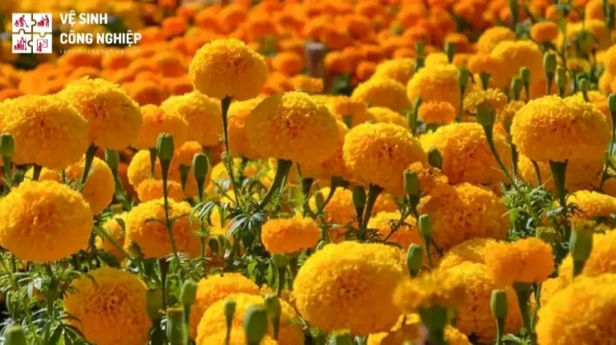 Hoa cúc vạn thọ nở rộ mùa thu, mang hương sắc dịu dàng của gió heo may.