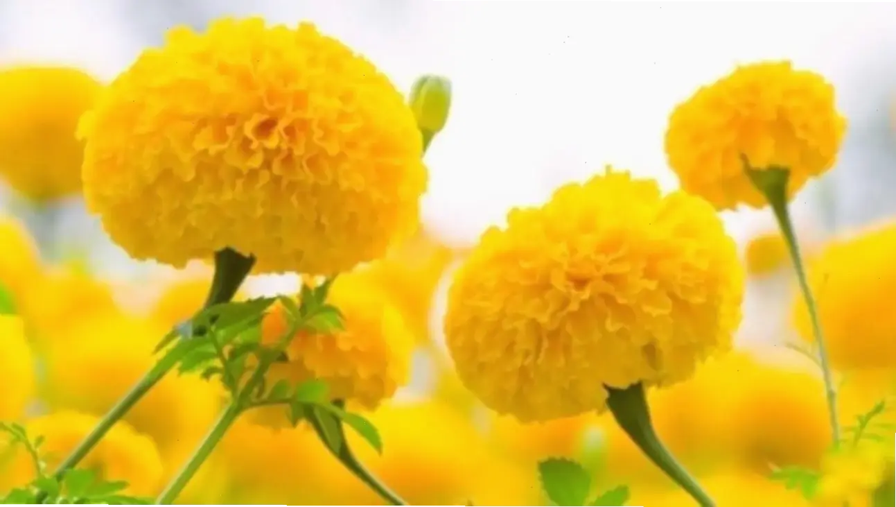 Hoa cúc vạn thọ phong thủy, mang lại tài lộc và hòa khí cho ngôi nhà.