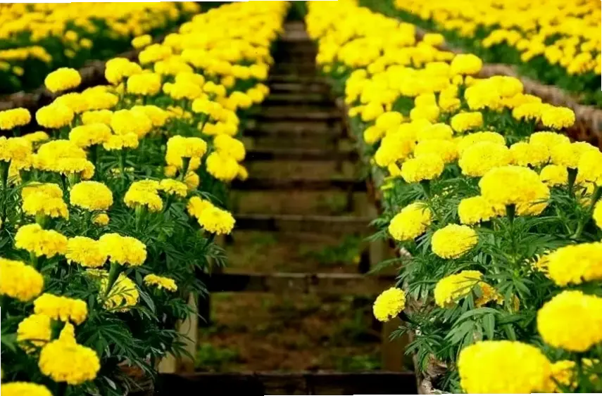 Hoa cúc vạn thọ trong lễ cúng, thể hiện lòng thành kính và bình an cho gia đình.