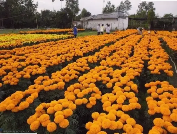 Hoa cúc vạn thọ trong vườn quê yên bình, gợi nhớ ký ức tuổi thơ dân dã.