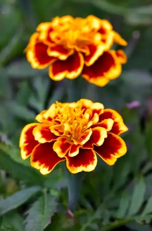 Hoa cúc vạn thọ vàng rực rỡ, mang đến sự may mắn và tươi mới cho không gian sống của bạn.