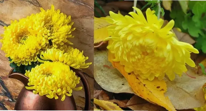 Hoa cúc vàng cắm bình rực rỡ, tượng trưng cho niềm vui và sự ấm áp, mang đến năng lượng tích cực cho mọi góc nhà.