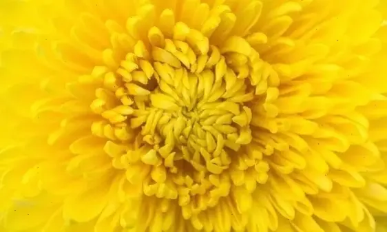 Hoa cúc vàng rực rỡ dưới ánh nắng, cận cảnh từng cánh hoa sống động, truyền cảm hứng tích cực và ấm áp.