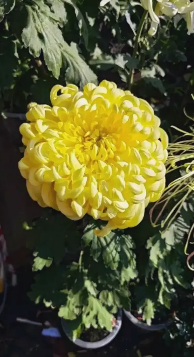 Hoa cúc vàng rực rỡ tô điểm mùa thu Hà Nội, mang cảm giác ấm áp và thơ mộng.