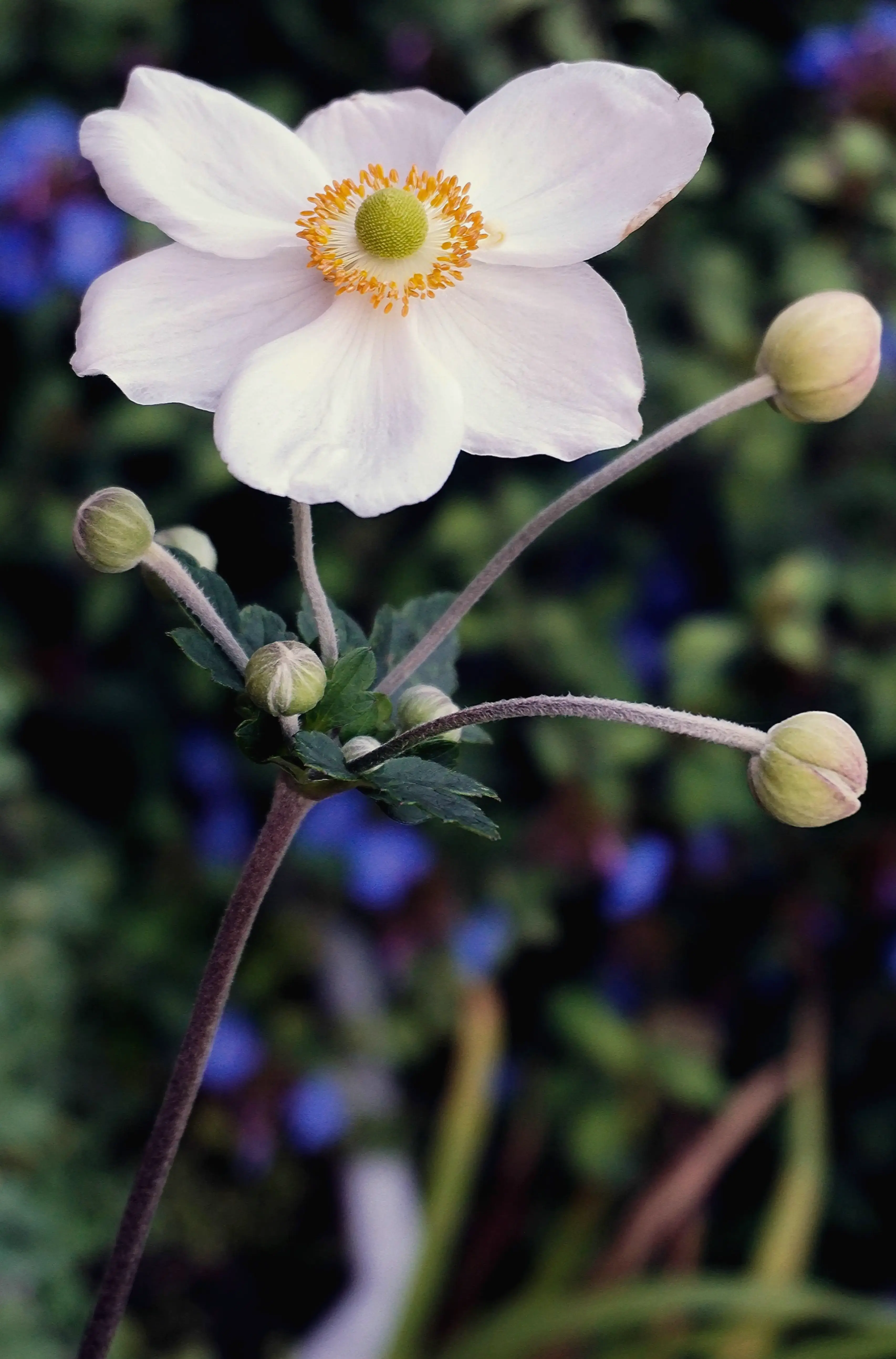 Hoa dã quỳ chụp cận 4K với chi tiết tinh tế, mang vẻ đẹp chân thực và sống động đến từng cánh hoa.