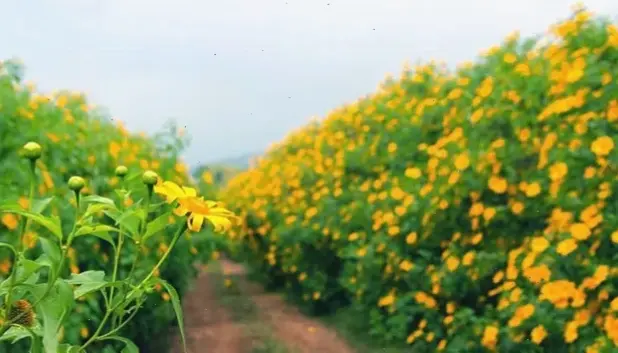 Hoa dã quỳ vàng rực như nắng hè, mang đến năng lượng tích cực và sức sống cho mọi không gian.