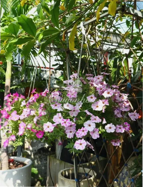 Hoa dạ yến thảo cắm bình, mang vẻ đẹp tự nhiên và tươi mới vào nội thất, tạo không khí ấm cúng.