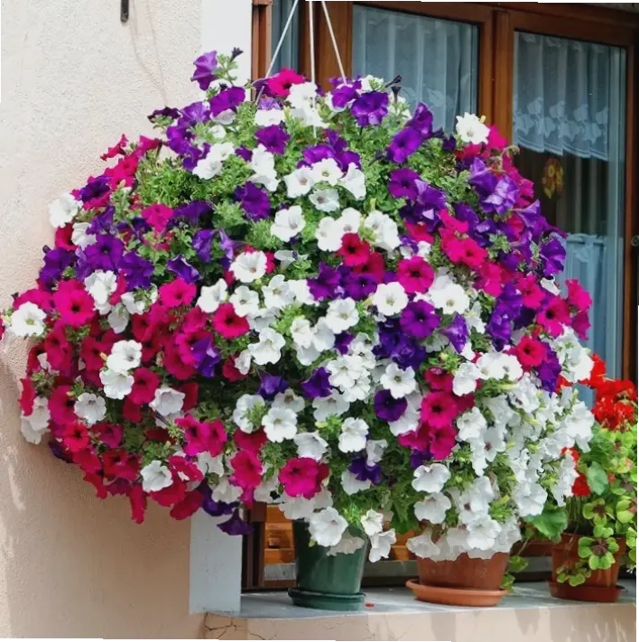 Hoa dạ yến thảo mùa hè nở rộ, mang hương sắc tươi mát, biến khu vườn thành không gian nghỉ ngơi lý tưởng.