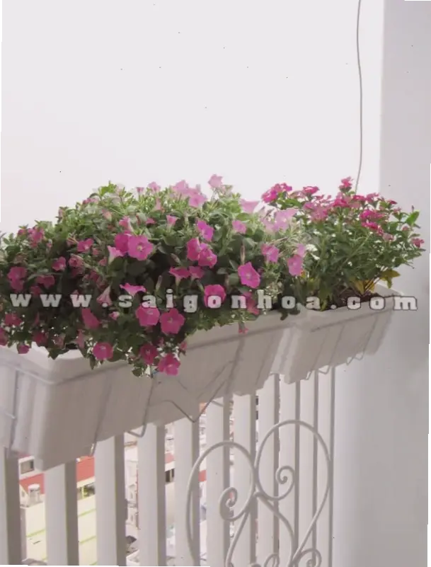 Hoa dạ yến thảo trong chậu ban công, tạo điểm nhấn xanh tươi và rực rỡ cho ngôi nhà hiện đại.