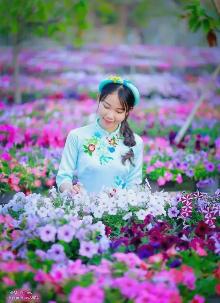 Hoa dạ yến thảo trong vườn đẹp, tạo cảnh quan thiên nhiên hấp dẫn, yên bình và tràn ngập hương sắc.