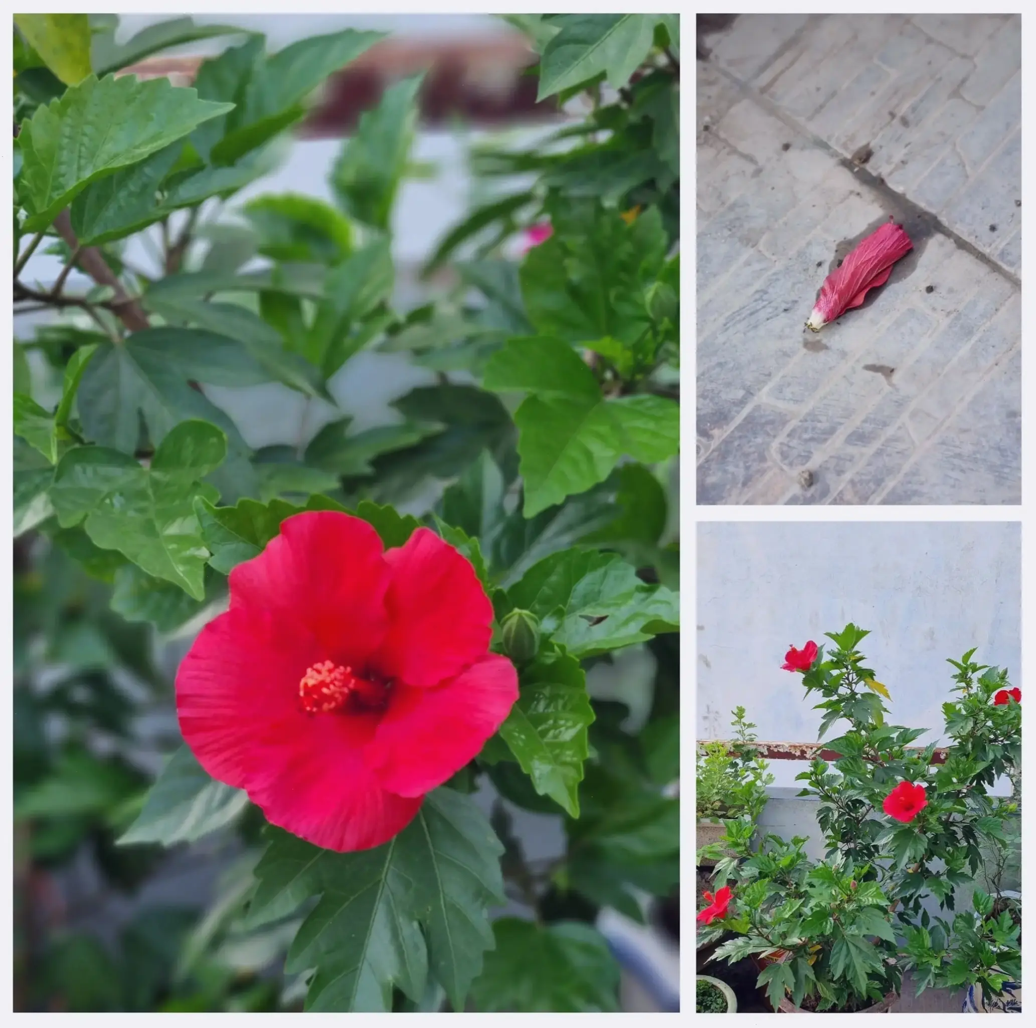 Hoa dâm bụt trong vườn quê gợi nhớ ký ức tuổi thơ, với màu sắc rực rỡ và hương thơm dịu dàng tự nhiên.