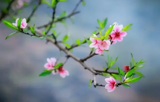 Hoa đào bó hoa đẹp mê hoặc, với màu sắc rực rỡ và hương thơm quyến rũ, làm say đắm mọi ánh nhìn.