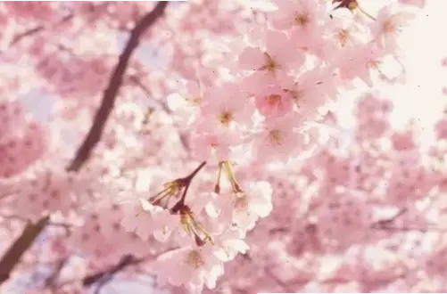 Hoa đào cận cảnh 4K: Độ nét cao, chi tiết hoàn hảo, khám phá vẻ đẹp thiên nhiên như đang chạm tay.