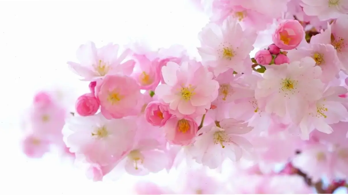 Hoa đào đẹp lung linh, mang đến niềm vui và may mắn cho ngày Tết truyền thống.