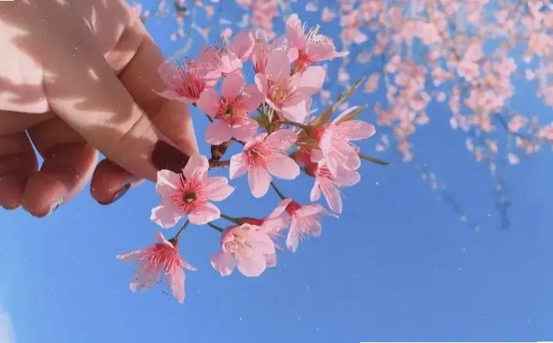 Hoa đào hồng phấn dịu dàng, mang đến không khí lãng mạn và tươi mới cho dịp Tết cổ truyền.