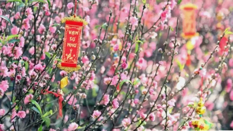 Hoa đào hồng phấn dịu dàng, tô điểm cho mùa Tết với sắc màu tươi mới và đầy sức sống.