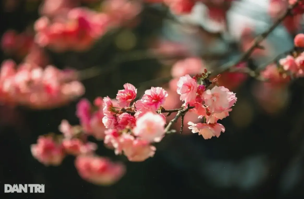 Hoa đào hồng phấn Nhật Tân dịu dàng, mang đến không gian lãng mạn và tràn đầy sức sống.