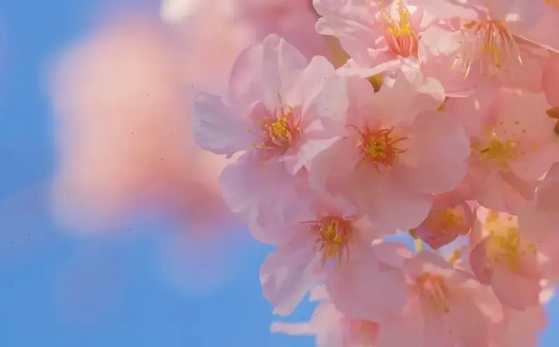 Hoa đào hồng phấn rực rỡ chào đón Tết, mang đến không gian ấm áp, may mắn và niềm vui tràn đầy cho mọi gia đình.