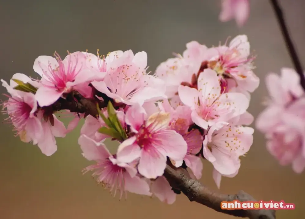 Hoa đào nở rộ Tết, mang đến niềm vui và hy vọng cho một năm mới tràn đầy năng lượng.