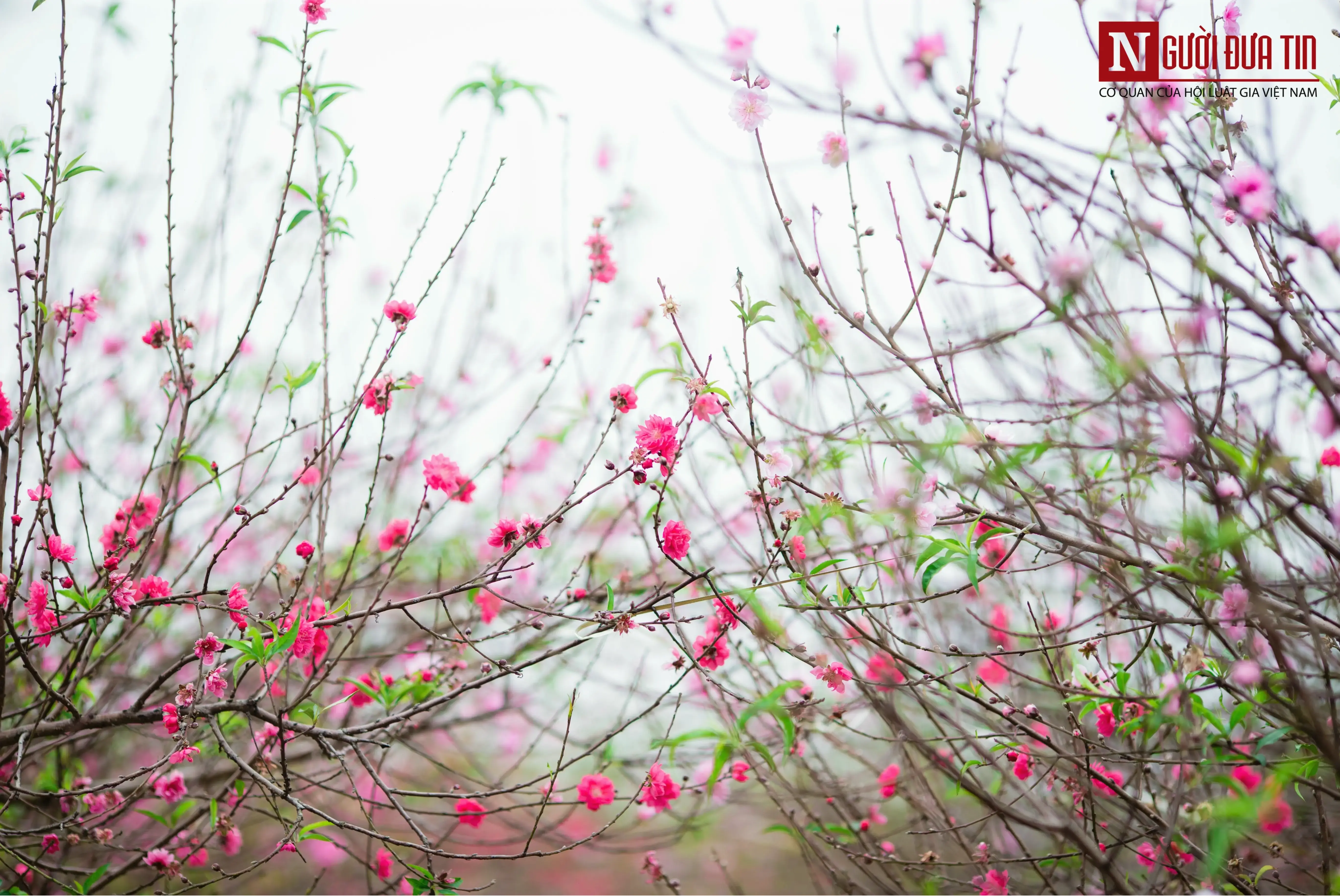 Hoa đào nở rộ trong vườn Hà Nội, tạo nên bức tranh thiên nhiên tuyệt đẹp cho mùa xuân Việt Nam.