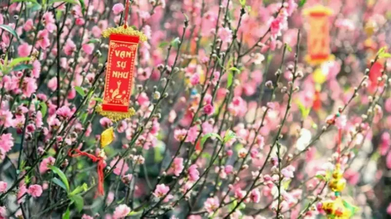 Hoa đào Tết bó hoa tươi thắm, đón chào năm mới với niềm vui và biểu tượng may mắn truyền thống.